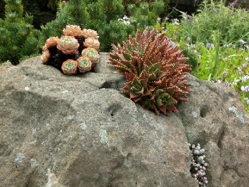 CaliSucculents_72.jpg (129720 bytes)