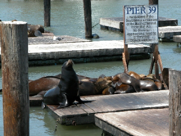 Pier39_72.jpg (102106 bytes)