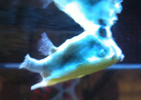 Potsticker_72.jpg (45838 bytes)