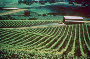 carnerosvinyards.jpg (13661 bytes)